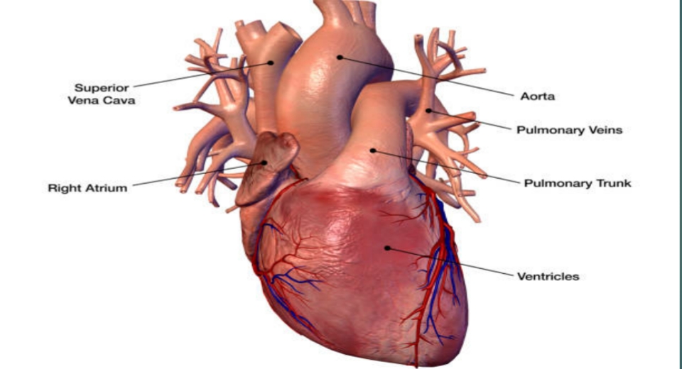 How does Human Heart pump our blood?