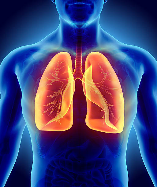 What is the function of the Lungs?